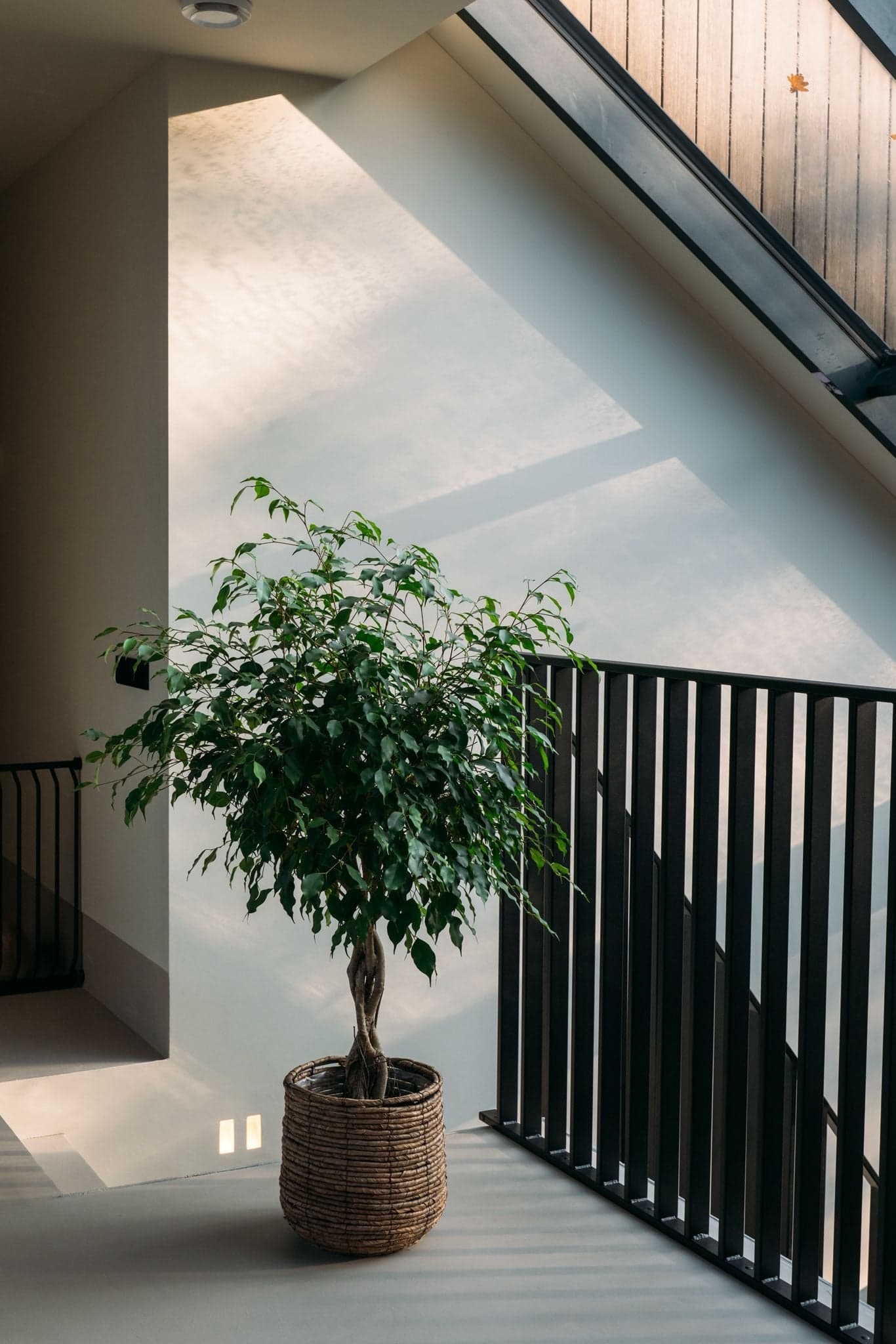 Trappenhuis met een grote ficus in een rieten mand en een strak zwart stalen traphek in een villa in Sint-Oedenrode